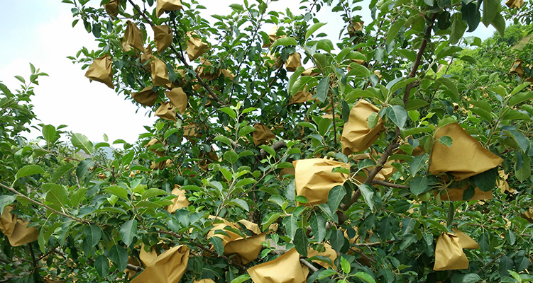 Bolsa de protección de frutas de papel