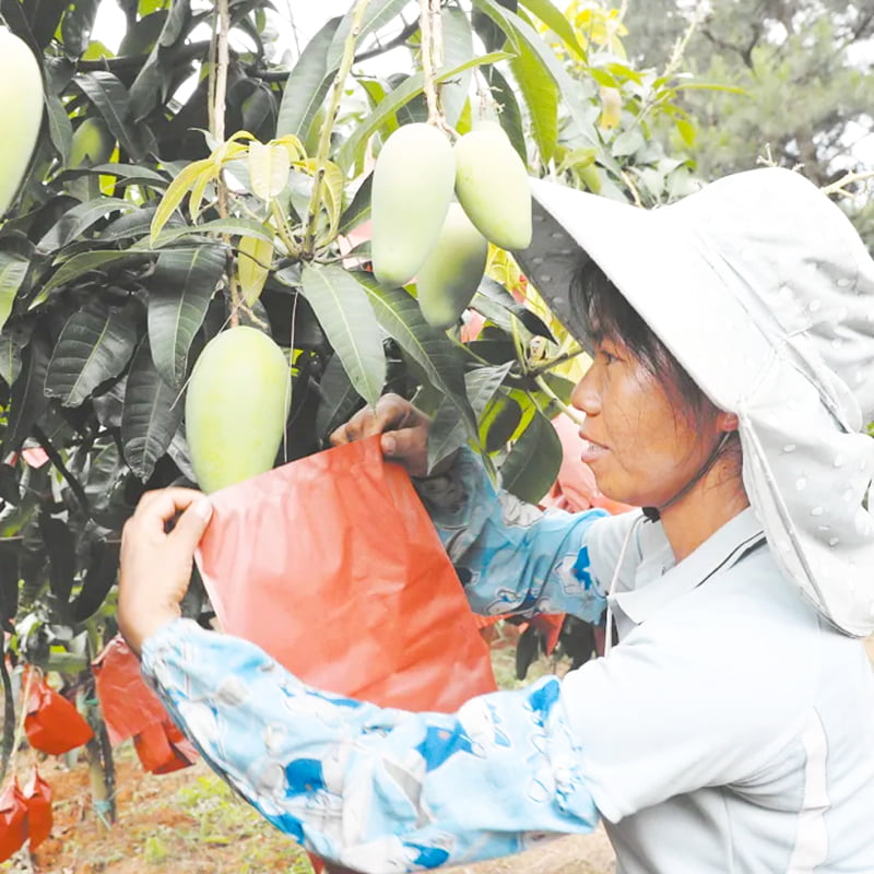 Bolsa de protección de mango